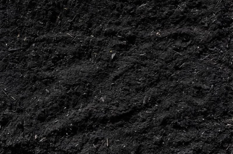 Black Soil
